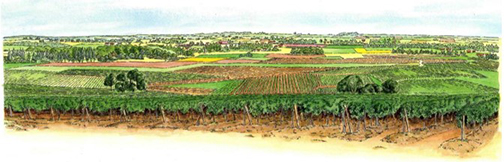 illustration vignes champenoises